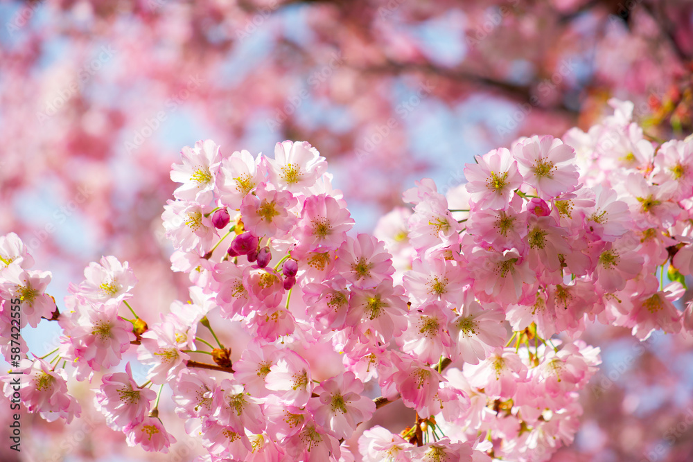 blooming sakura on a sunny day