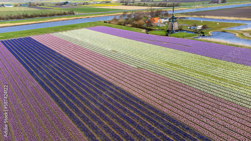 Distese di fiori e mulino a vento photo