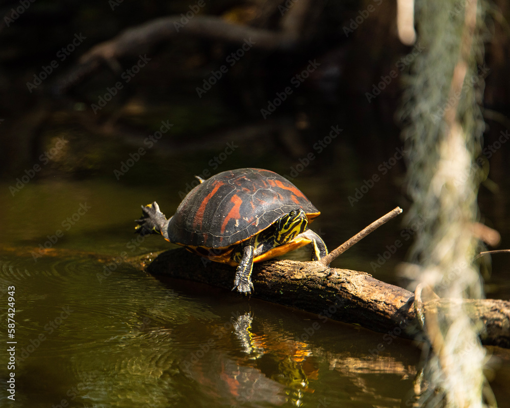 Obraz premium Painted turtle in the Florida swamps