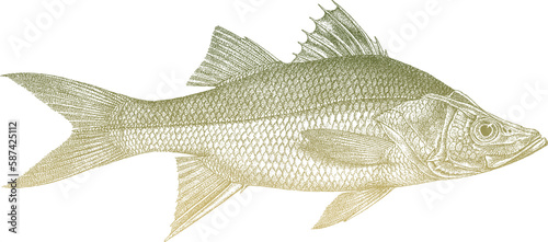 Fat snook centropomus parallelus, marine fish from Atlantic Ocean
