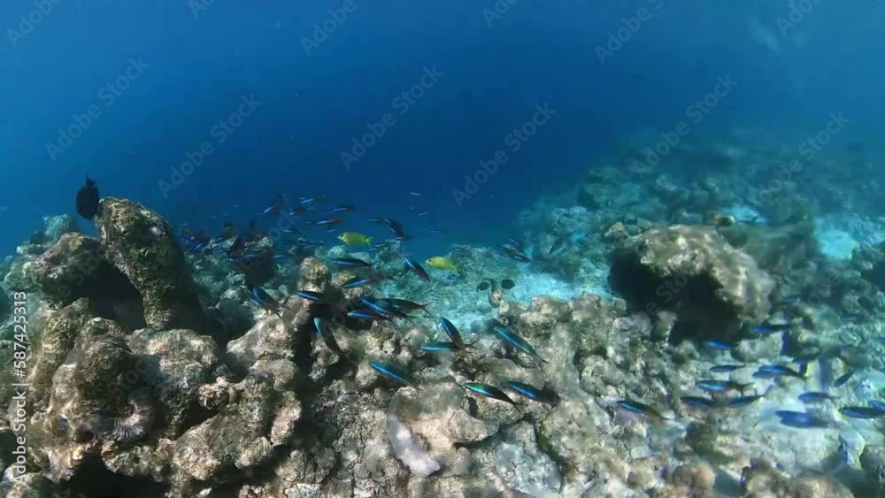 School of dark banded fusilier swimming over tropical coral in coral garden in reef of Maldives island in wide angle video camera mode School of dark banded fusilier swimming over tropical coral in coral garden in reef of Maldives island in wide angle video camera mode