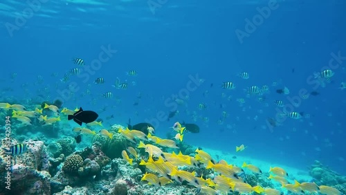 School of Sergeant fishes and bluestripe snapper swimming over tropical coral in coral garden in reef of Maldives island in wide angle video camera mode photo