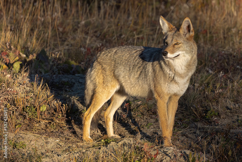 Coyote into the wild
