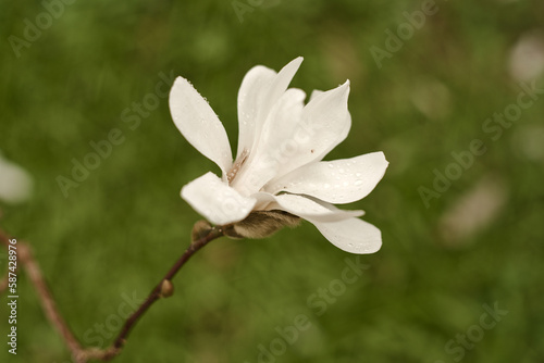 magnolia in blossom