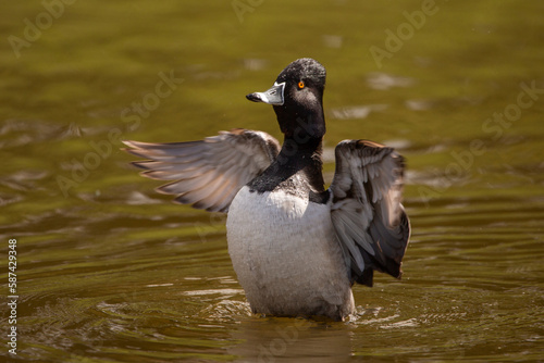 ring-necked duck