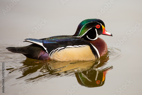 Colorful Wood Duck