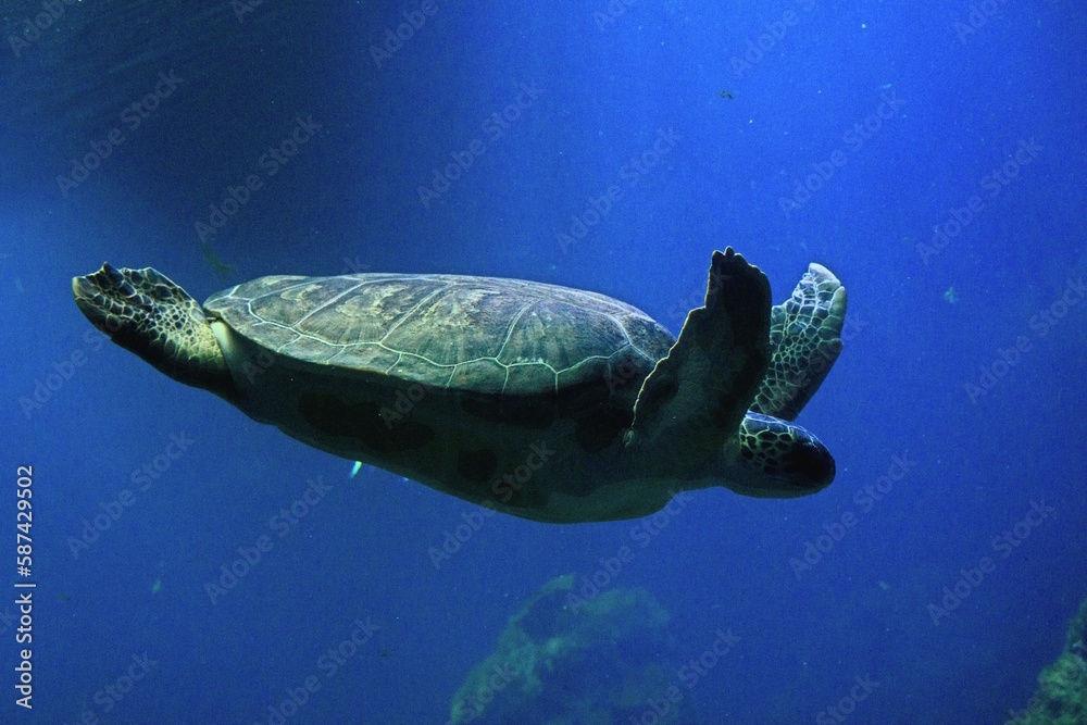 żółw morski - obrazy, fototapety, plakaty 
