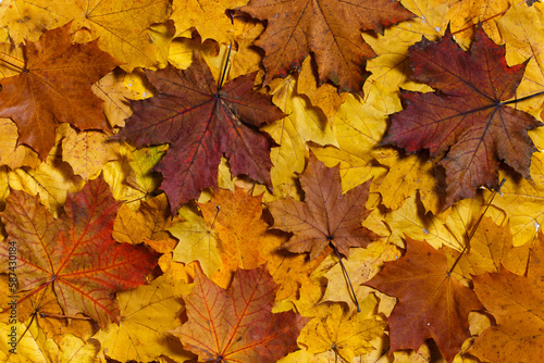 Background of autumn maple leaves. Warm colors of autumn.