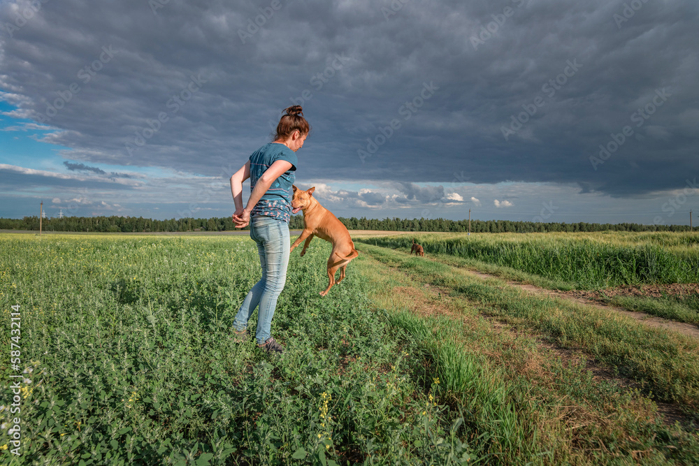 A young beautiful dark-haired girl cynologist trains a pit bull terrier on a summer field.