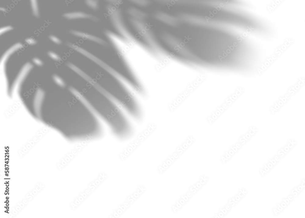 Shadow from monstera leaves, overlay effect. Realistic gray shadow on transparent background, png. Applicable for product presentation, photos, backdrop. Sun light. 3D render. Shadow from monstera leaves, overlay effect. Realistic gray shadow on transparent background, png. Applicable for product presentation, photos, backdrop. Sun light. 3D render.