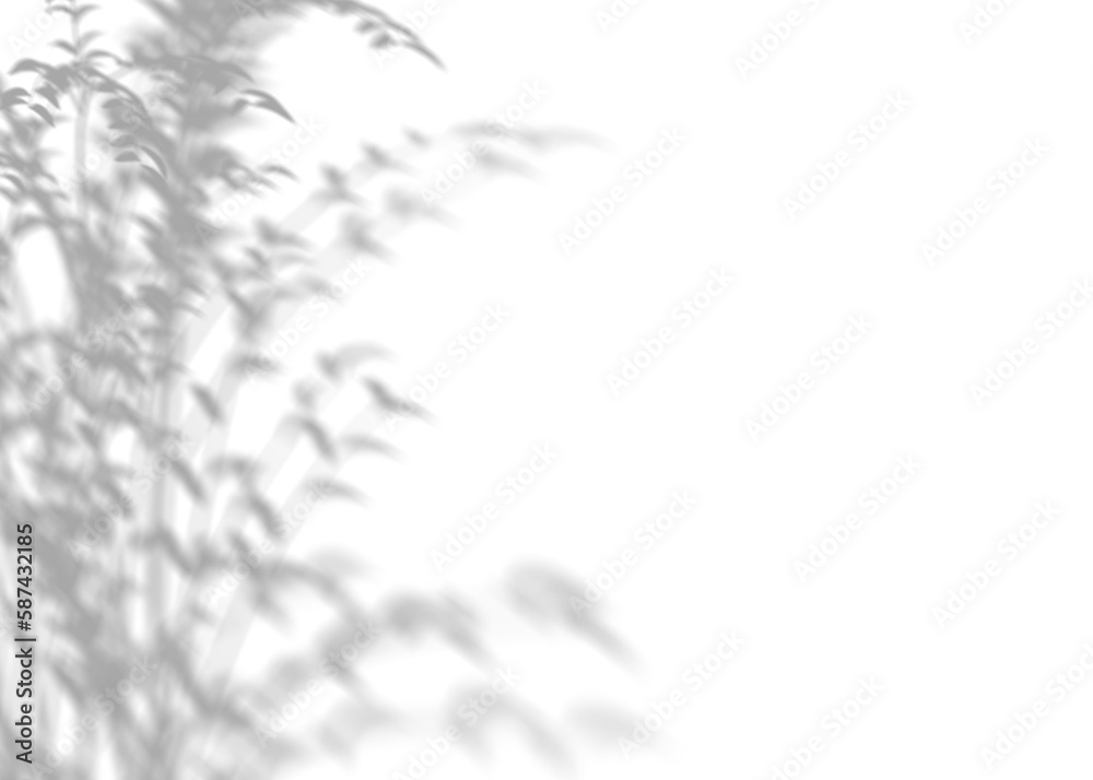 Shadow from plants, leaves, overlay effect. Realistic gray shadow on transparent background, png. Applicable for product presentation, photos, backdrop. Sun light. 3D render. Shadow from plants, leaves, overlay effect. Realistic gray shadow on transparent background, png. Applicable for product presentation, photos, backdrop. Sun light. 3D render.