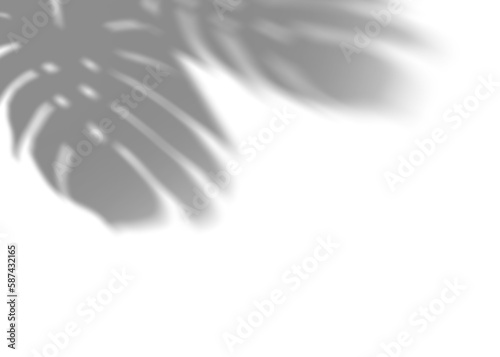 Shadow from monstera leaves, overlay effect. Realistic gray shadow on transparent background, png. Applicable for product presentation, photos, backdrop. Sun light. 3D render.