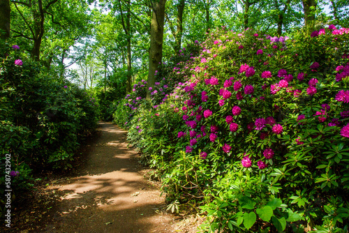 Fototapeta Naklejka Na Ścianę i Meble -  Purple rhododendron bushes  and and garden path next  to Japanese garden in the Hague (Clingendael estate)