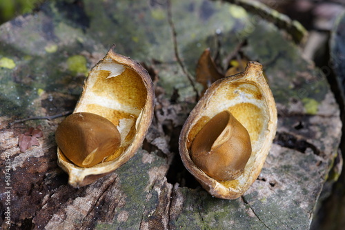 Antiroba seed (Carapa guianensis) of the Meliaceae family. Amazonas, Brazil. photo