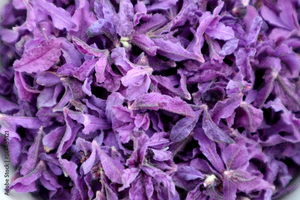 In Turkey harvested flowers of crested lavender (Herba Lavandualae stoechas) ready for further processing. The purple-colored bracts are cooked into jam, the flowers are dried as tea