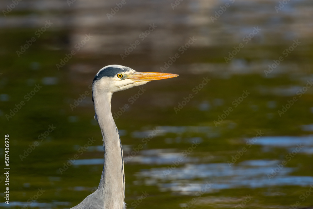 Close up profile of beautiful grey heron standing in the water patiently waiting for a fish in the sunshine