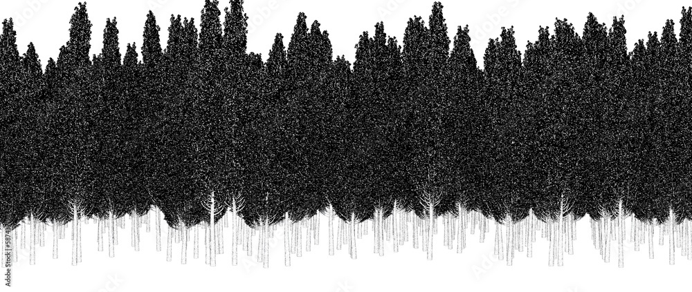 trees in the forest isolated on white background, outline illustration, cg render trees in the forest isolated on white background, outline illustration, cg render