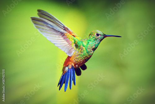  Hummingbird in Flight, Hummingbird Trinidad, Republic of Trinidad and Tobago, Southern Caribbean © Earth Pixel LLC.