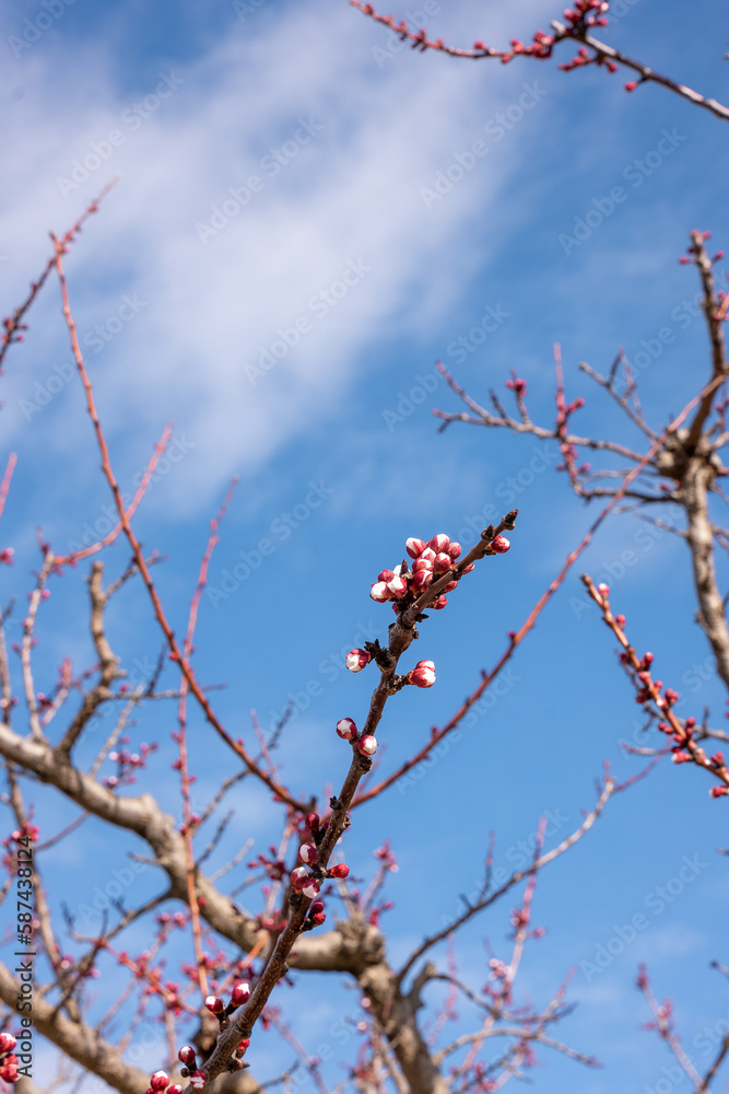 red berries on a branch