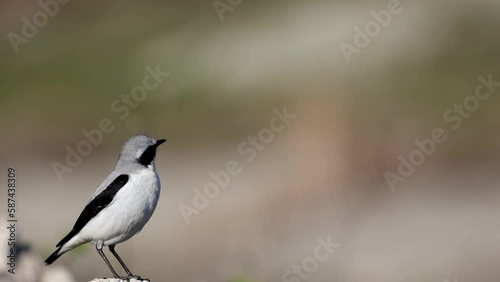 4K Video of the Northern wheatear or Oenanthe Oenanthe spring small bird migration sitting on the rock soft background
