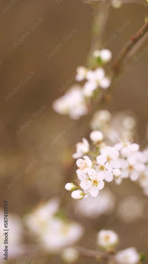 Vertical video of blossoming white flowers on tree branches in bloom Vertical video of blossoming white flowers on tree branches in bloom