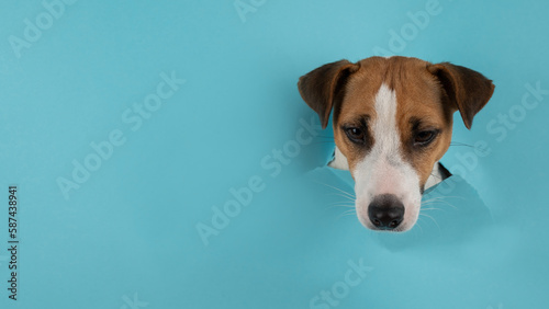 Funny dog muzzle jack russell terrier sticks out of a hole in a blue cardboard background.  © Михаил Решетников