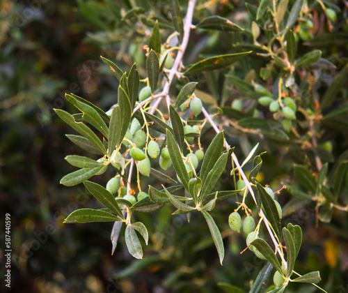 Branch of green olives in Greece close-up