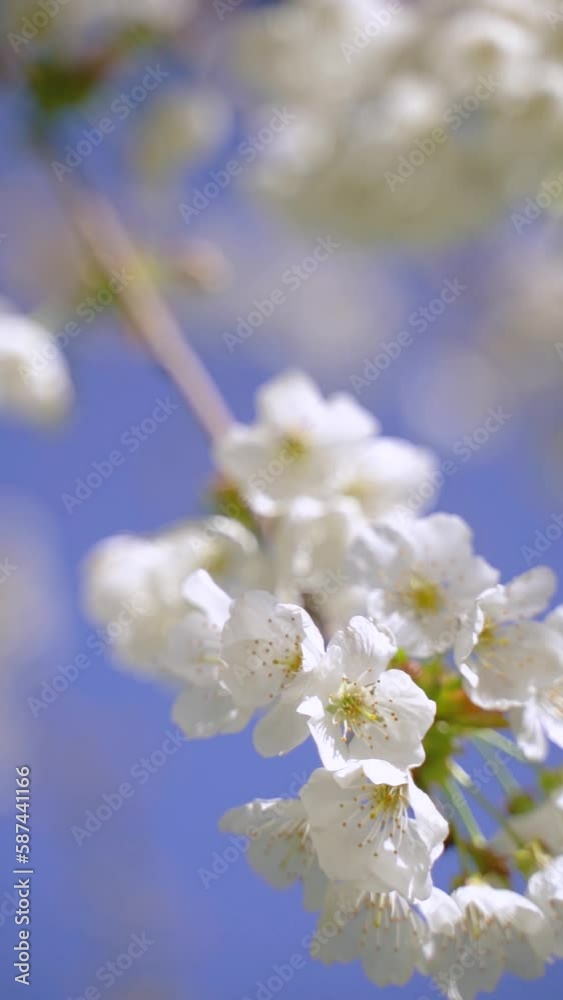 A vertical video of flowering white blossoms on tree branches in spring bloom against the blue sky A vertical video of flowering white blossoms on tree branches in spring bloom against the blue sky