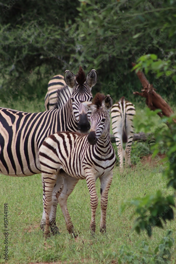 Zebra mother and foal looking to the front with zebras in the background Zebra mother and foal looking to the front with zebras in the background