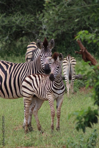 Zebra mother and foal looking to the front with zebras in the background