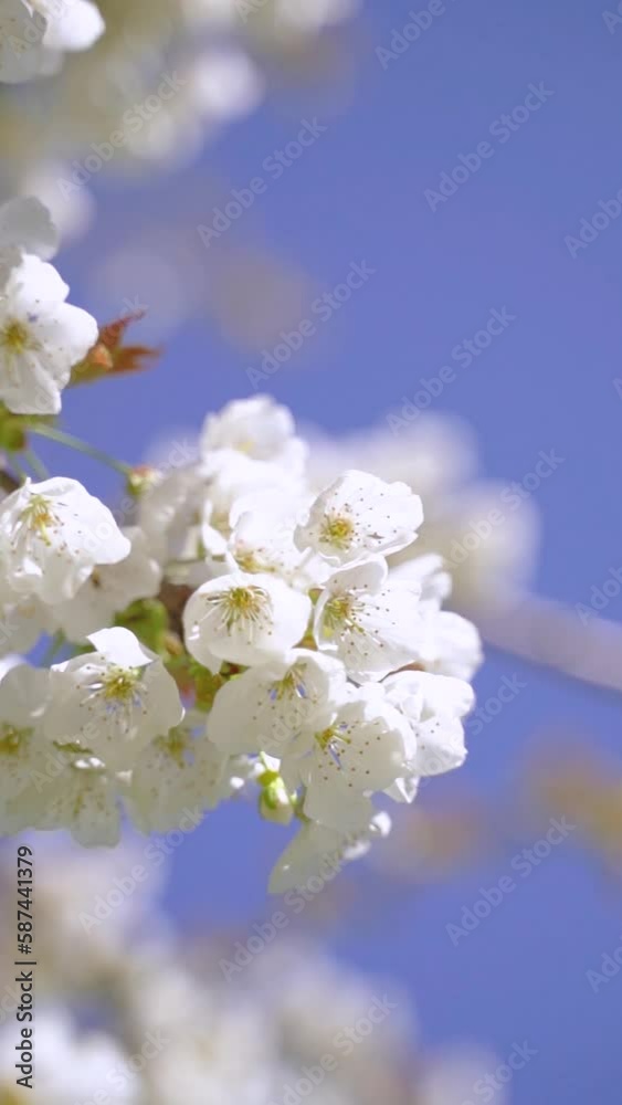 A vertical video of flowering white blossoms on tree branches in spring bloom against the blue sky A vertical video of flowering white blossoms on tree branches in spring bloom against the blue sky