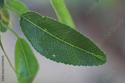 leaf with water drops