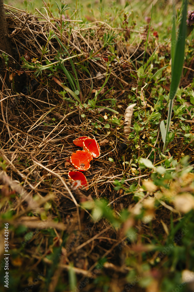 Close up outdoors shot of some cute red small mushrooms named The Scarlet Cup. Close up outdoors shot of some cute red small mushrooms named The Scarlet Cup.