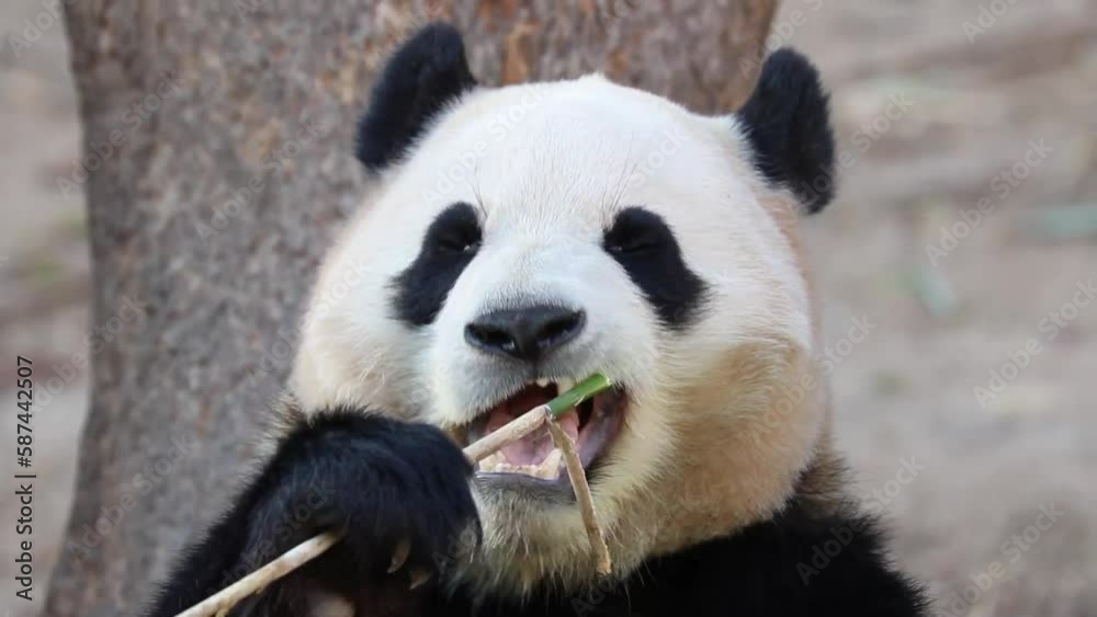 Close up Happy Ginat Panda , Fu Bao, Everland, South Korea Close up Happy Ginat Panda , Fu Bao, Everland, South Korea