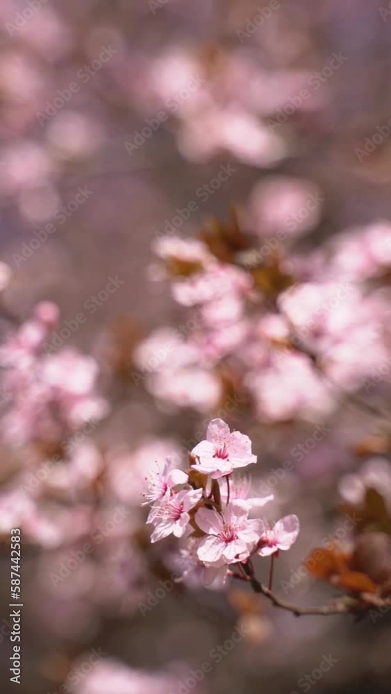 Vertical video of flowering cherry blossoms on tree branches in spring bloom. Japanese sakura trees.
Vertical video of flowering cherry blossoms on tree branches in spring bloom. Japanese sakura trees.