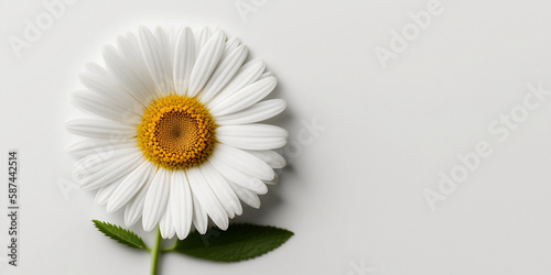 Daisy flower isolated on white background. Happy Mother s Day  Birthday  anniversary or Valentine s Day concept background. Generative AI