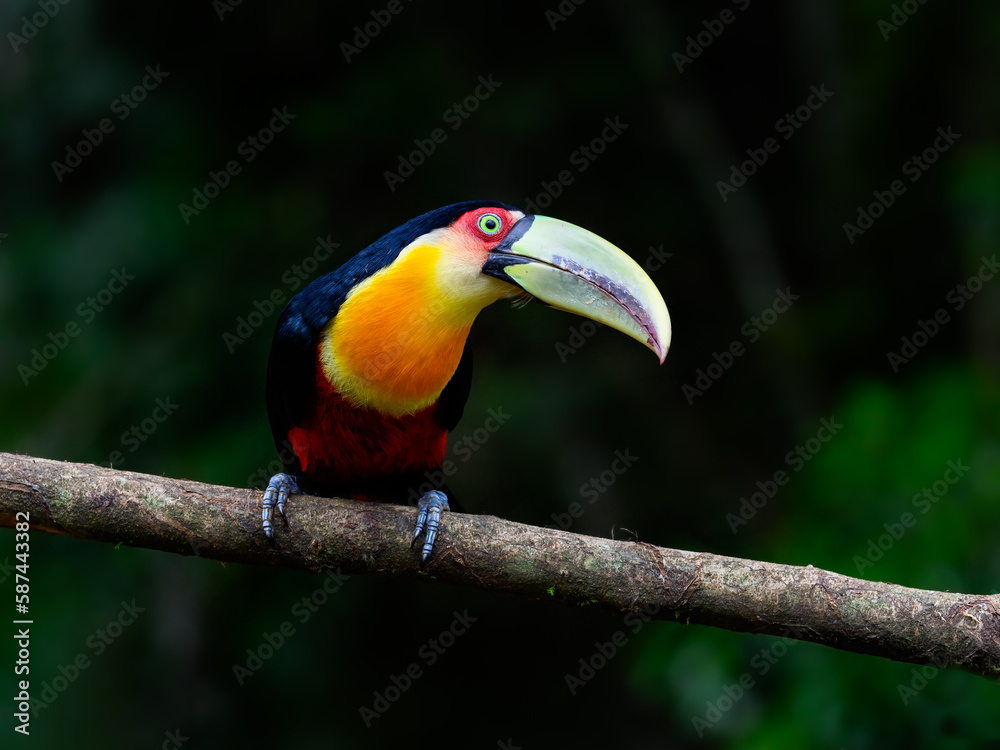 Red-breasted Toucan portrait on stick against dark green background Red-breasted Toucan portrait on stick against dark green background