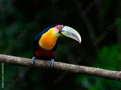 Red-breasted Toucan portrait on stick against dark green background
