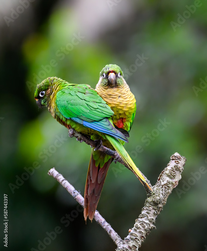 Two Marron-bellied Parakeets portrait on green background