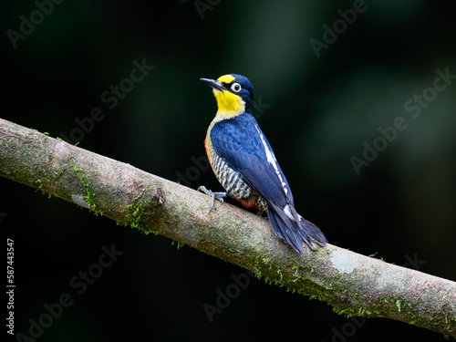 Yellow-fronted Woodpecker portrait on tree branch against green background
