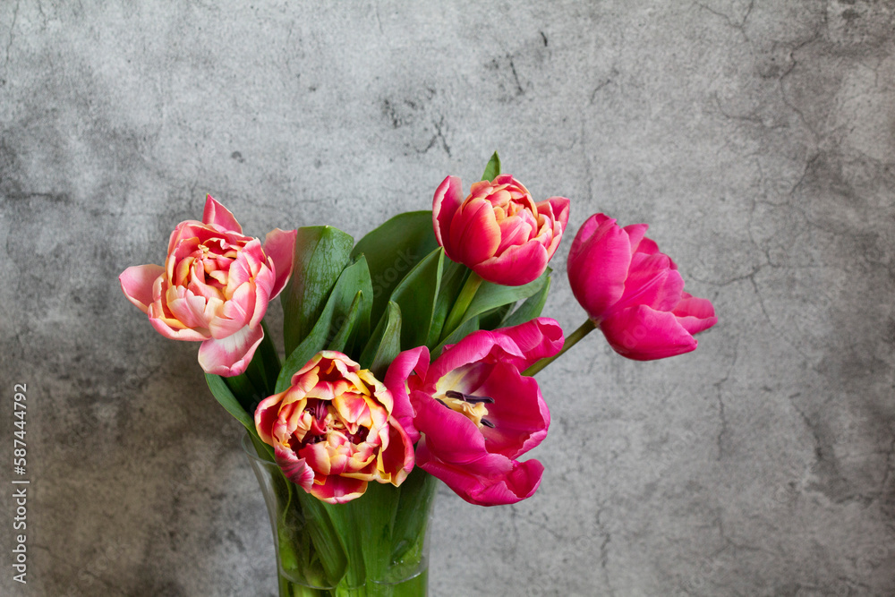 Peony multicolored tulips on a concrete background.
