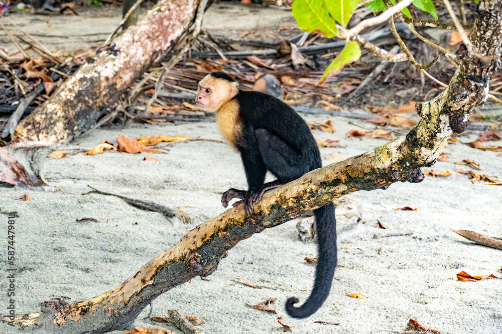 the capuchin monkey lives in Costa Rica in the jungle and is protected ...