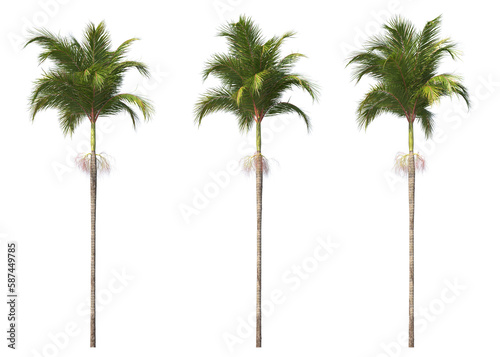 Archontophoenix alexandrae,  Alexandra palm, king palm, Northern Bangalow palm, or feather palm, Palm Tree, Palm, light for daylight, easy to use, 3d render, isolated photo