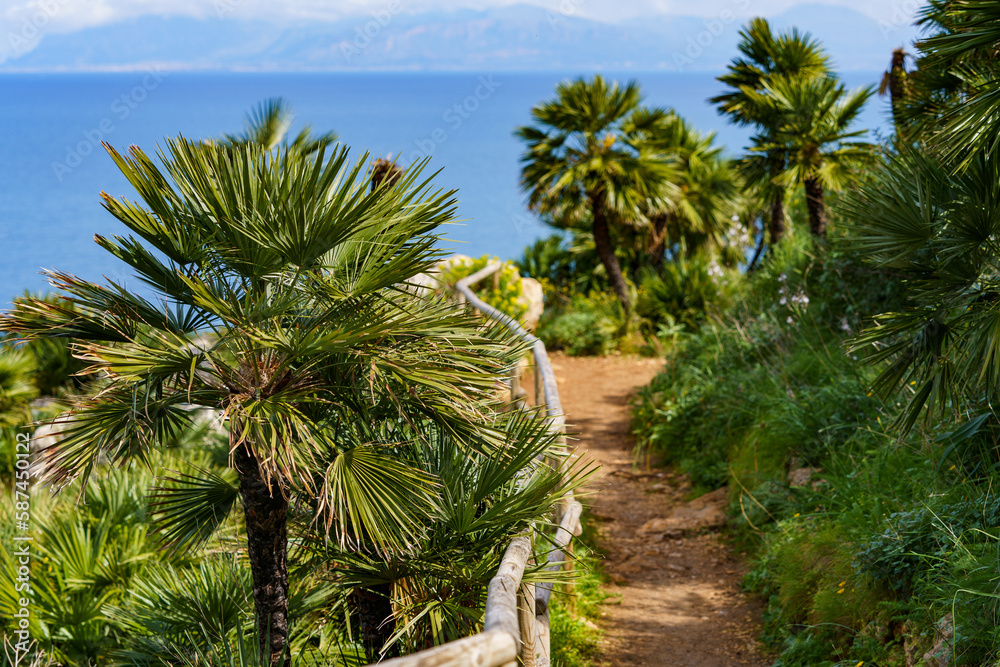 Beautiful palm trees growing in a mountainous slope near the sea and overlooking the sea.