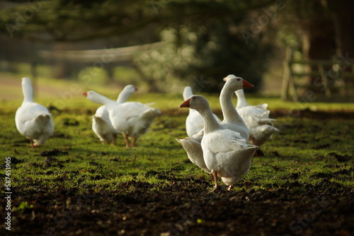 Geese in a field
