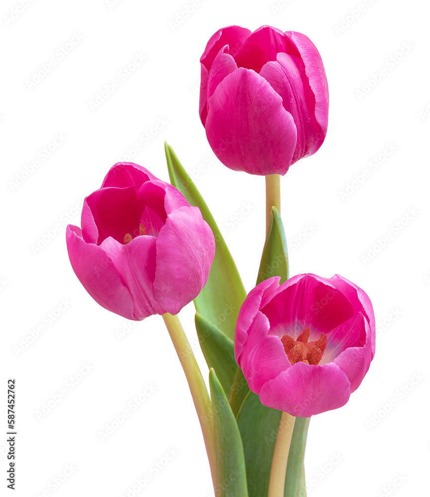 PNG. Bouquet of three pink tulips. Isolate