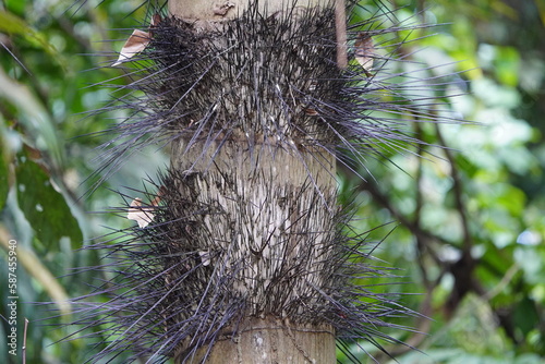 Palm trunk of Astrocaryum aculeatum full of thorns, Arecaceae family. Amazon rainforest, Brazil. photo