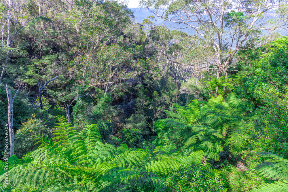 Fototapeta premium Green foilage shrubs ferns and gum trees at Echo Point Blue Mountains three sisters Katoomba Sydney NSW Australia