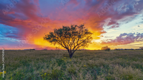 Las Cienegas - Grasslands at sunset