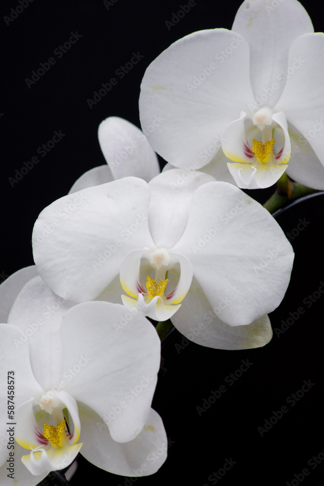 tre orchidee su sfondo nero tre orchidee su sfondo nero